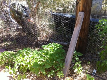 New rabbit proofing, by Reanna