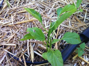 Pepper plant, topped off