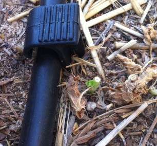 Nub of cantaloup stem
