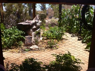 My view of the garden for the day