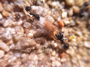 We call these "black ants." They don't bite, or if they do, you can't feel it, so we think of them as the good guys. They are significantly smaller than big red ants, here seen moving a creosote seed.