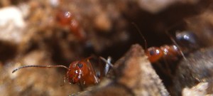 Head shot of a little red ant, peering over a tiny fragment of a stick.