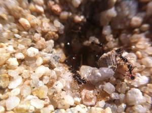 These ants are unusual to see, so we don't really have a name for them, but they are tiny, significantly smaller than little red ants, so let's call them "tiny black ants." They move really slowly. I don't know if they bite.