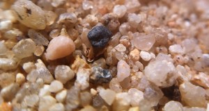 That's all the ants, but dang, isn't our sand photogenic? I got a lot of shots like this, trying to photograph little red ants without getting bitten.